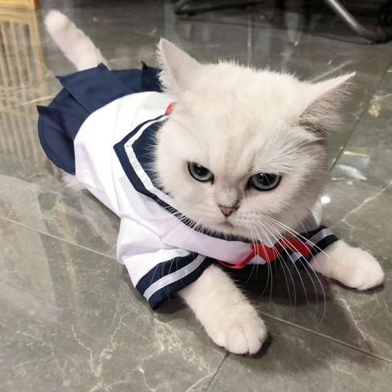 セーラー服 ペット用 風コスチューム
