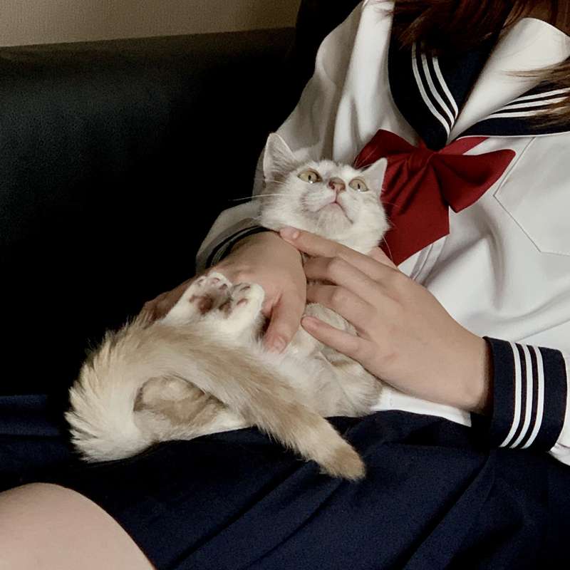 セーラー服 赤リボンのクラシック